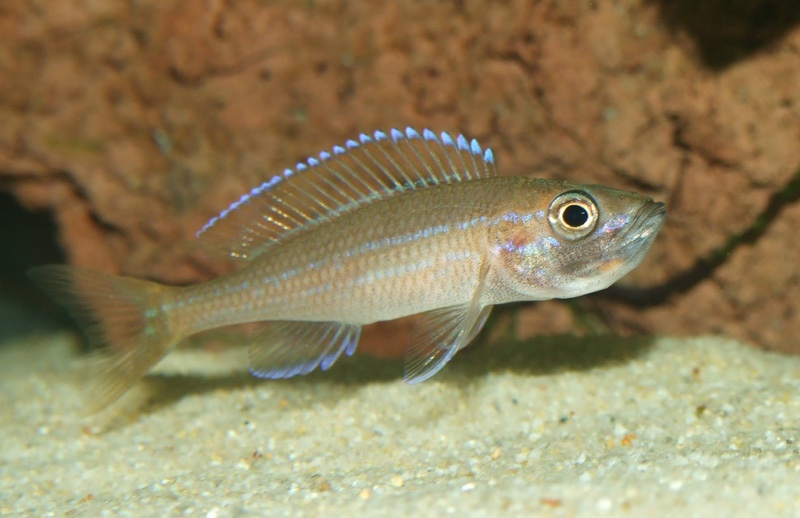 Paracyprichromis nigripinnis